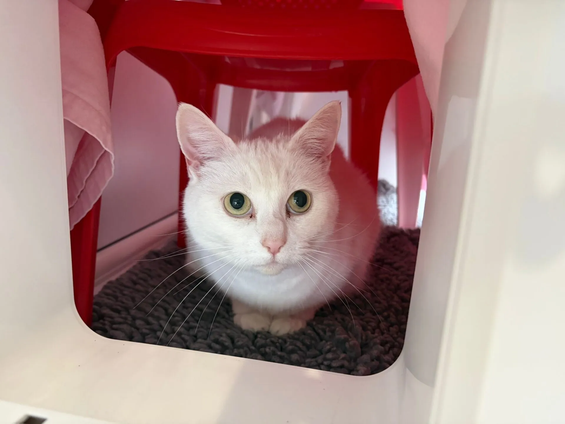 A white cat with green eyes sits on a grey mat under a red plastic stool, looking forward. The space is cosy and partially enclosed with white and pink fabric on the sides.