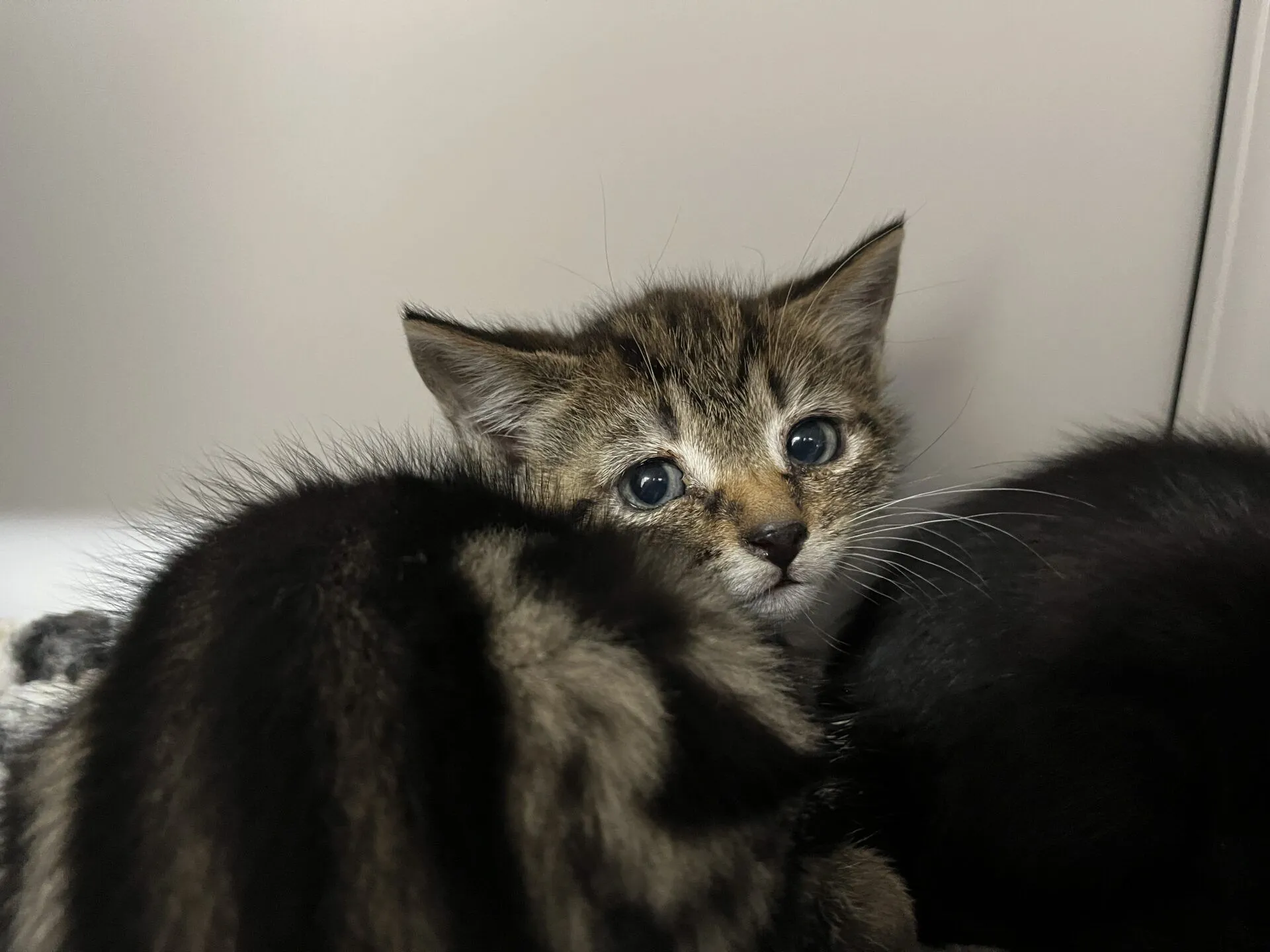 A small tabby kitten with blue eyes looks towards the camera, partially hidden behind another dark-coloured kitten. The background is plain and neutral.