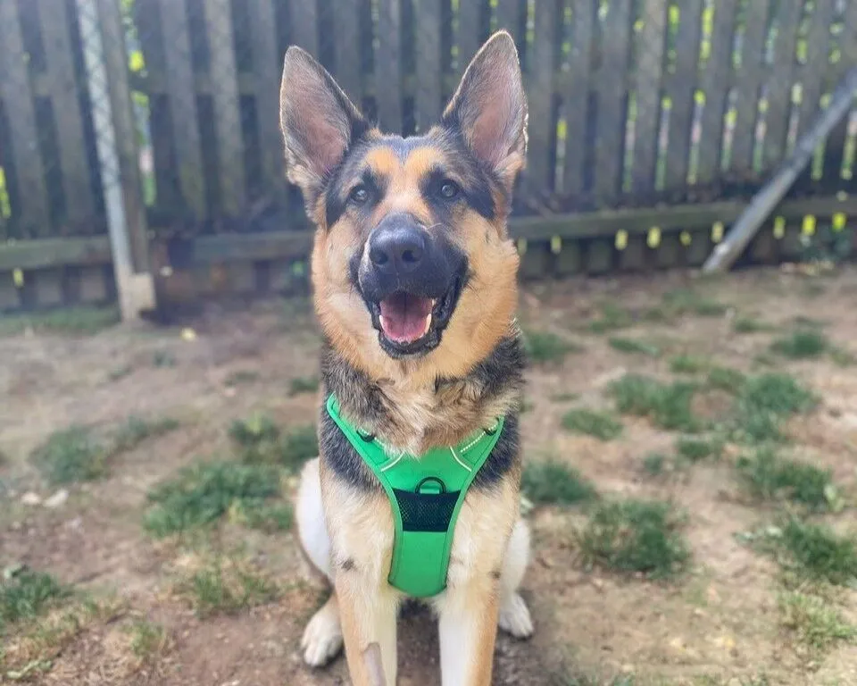 A German Shepherd dog wearing a bright green harness sits outside on patchy grass, looking at the camera with ears pricked and mouth open, appearing happy. A wooden fence is in the background.