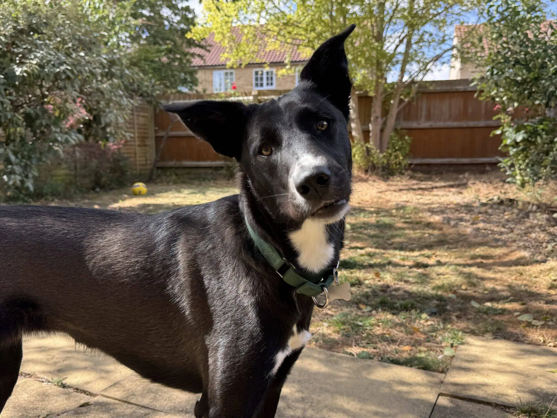 A black dog with a white chest and green collar stands outdoors on a sunny day, looking at the camera with one ear up. There is a wooden fence and trees in the background.
