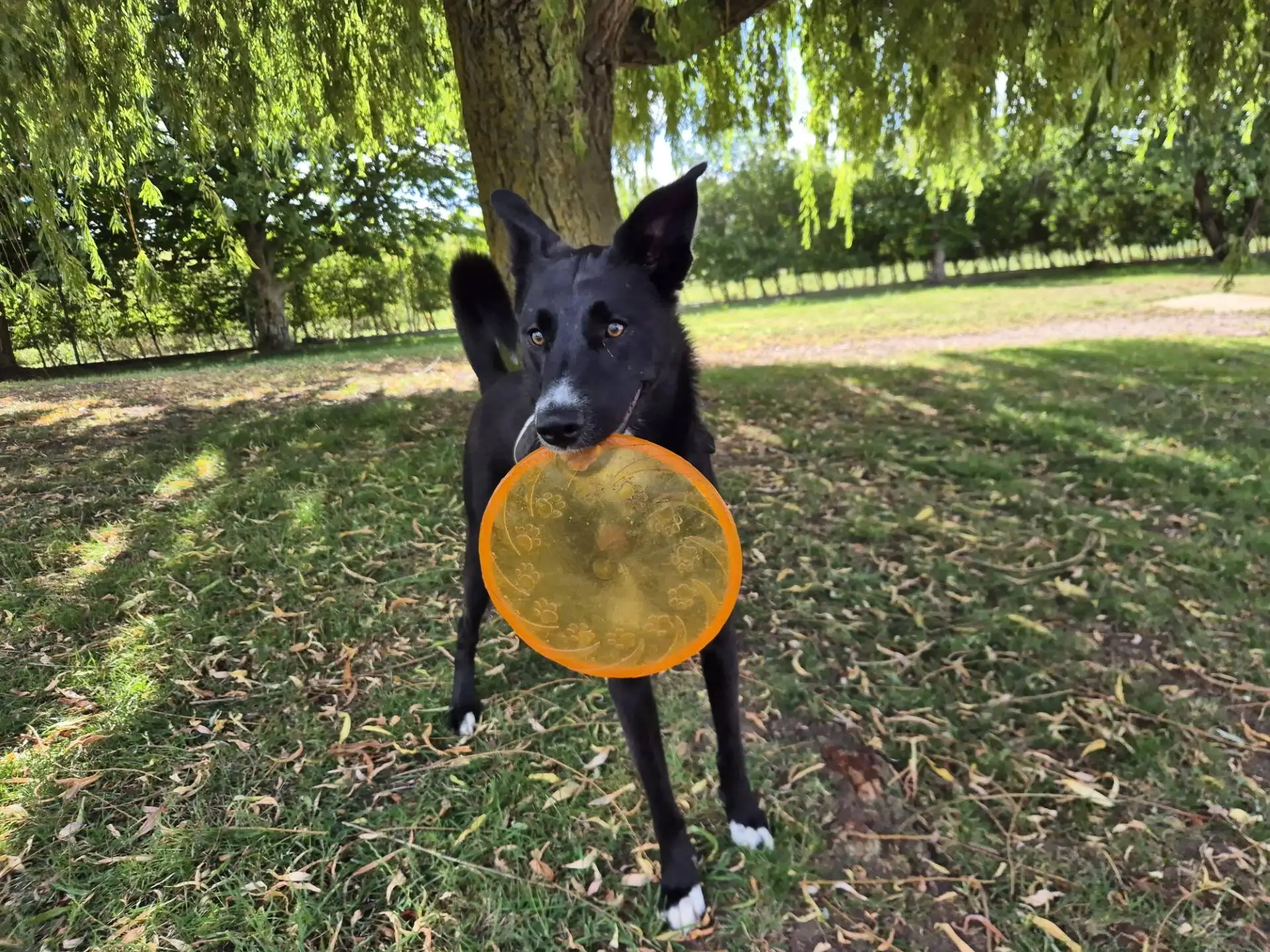 A black collie stands on grass under a large tree, holding an orange frisbee in its mouth. Sunlight filters through the leaves, casting dappled shadows on the ground—the perfect day for a playful figgy dog.