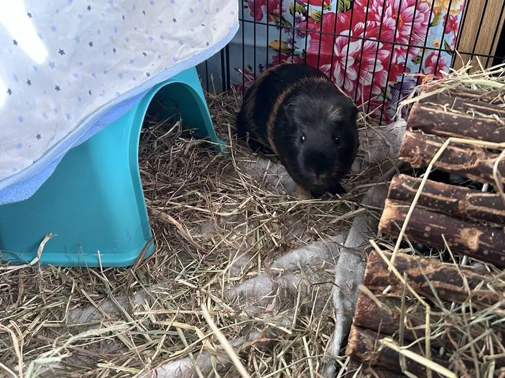 A black and brown guinea pig sits on hay inside a cage, next to a blue plastic shelter and a wooden tunnel, with a colourful floral background behind the cage.