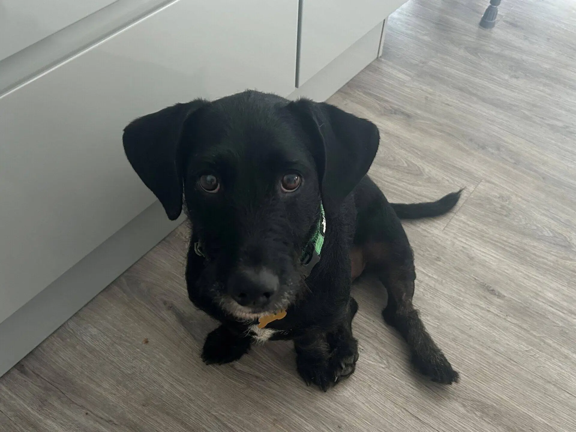 A black dog with a green collar sits on a light wood floor, looking up at the camera with wide eyes. White cupboards are visible in the background.