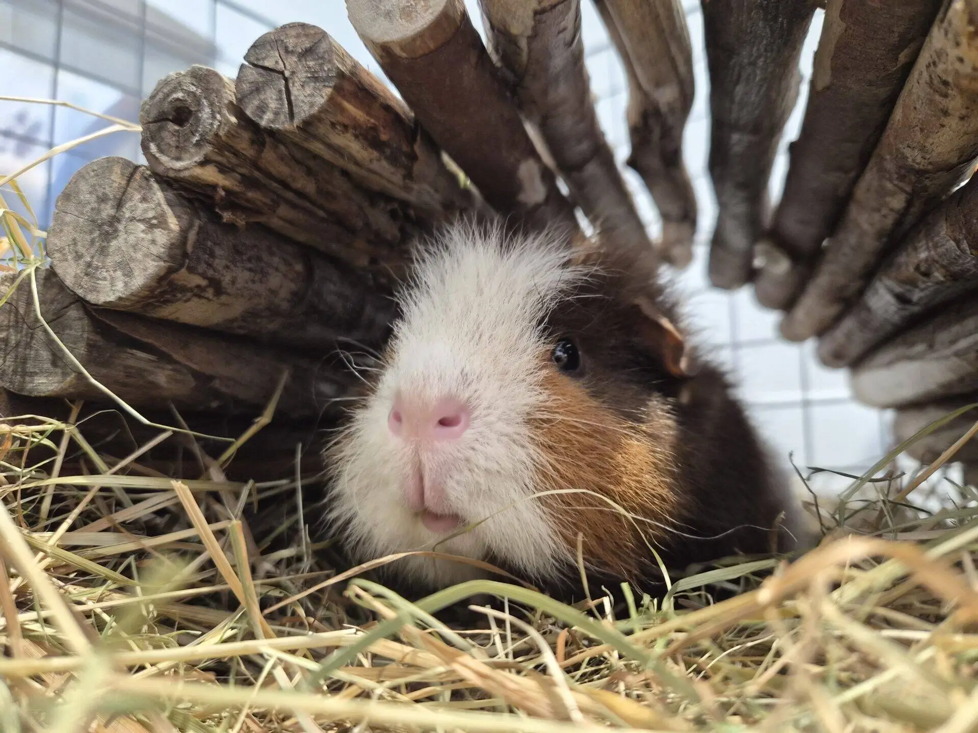 A brown, white, and black guinea pig rests on hay under a small arched shelter made of wooden sticks, looking directly at the camera.