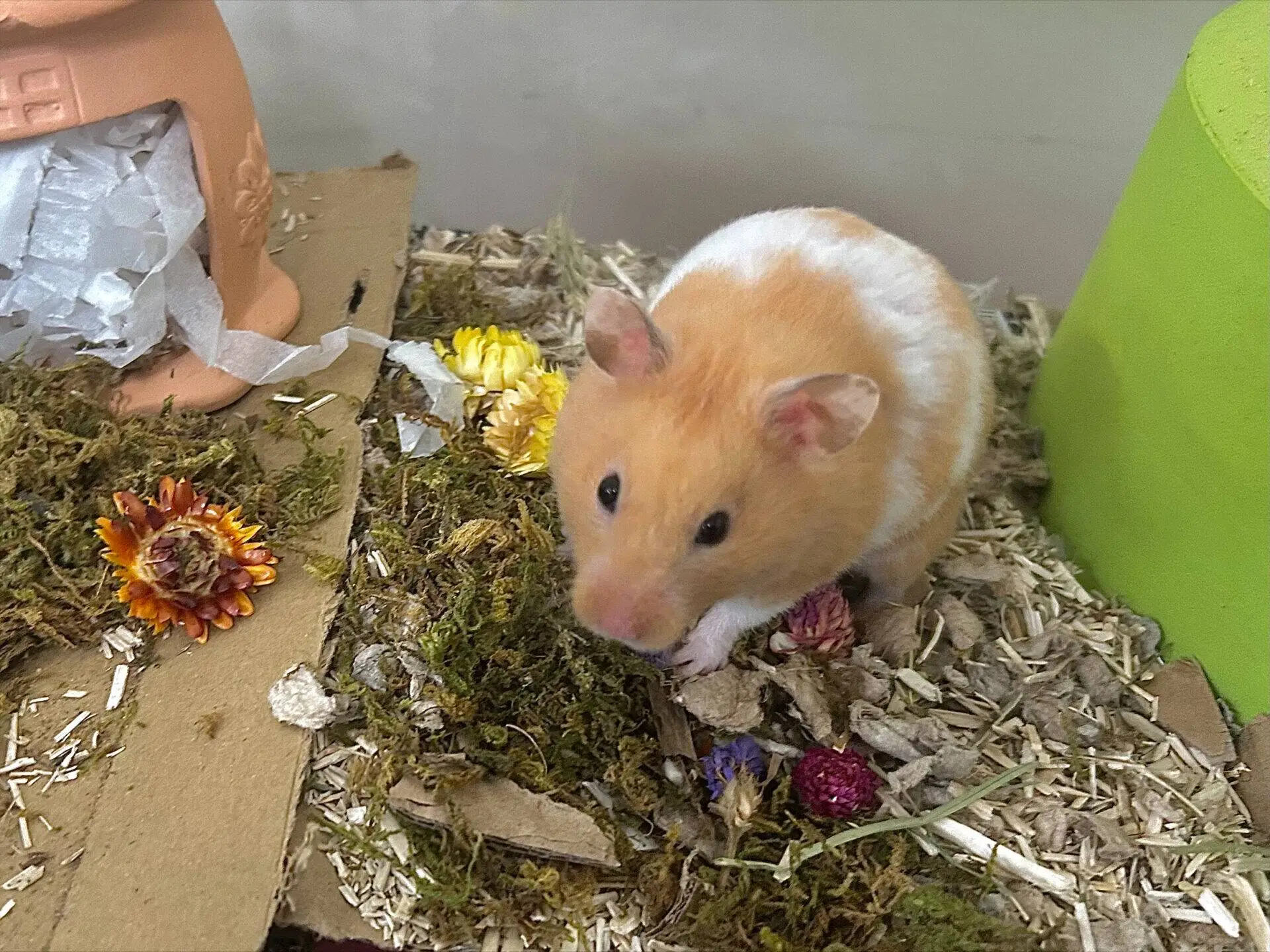 A ginger and white hamster stands on a bed of moss and paper bedding, surrounded by colourful dried flowers, near a green object and a small clay house.