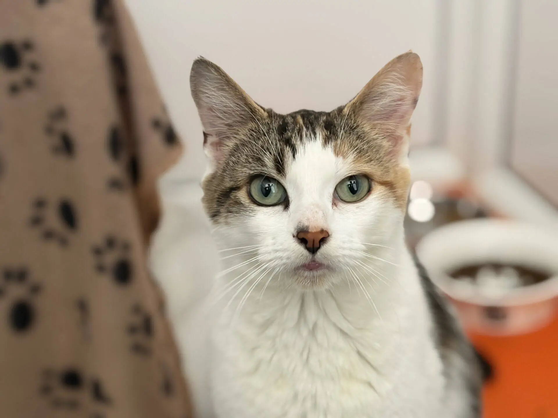 A white and tabby cat with green eyes sits indoors, looking directly at the camera. A food bowl and a brown blanket with paw prints are visible in the background.