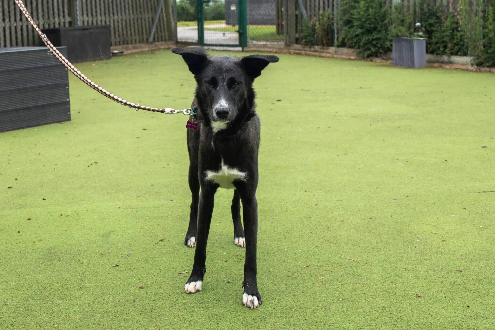 A black collie cross dog with a white chest stands on green artificial grass, attached to a lead. The background includes a fence, plants, and an outdoor area.