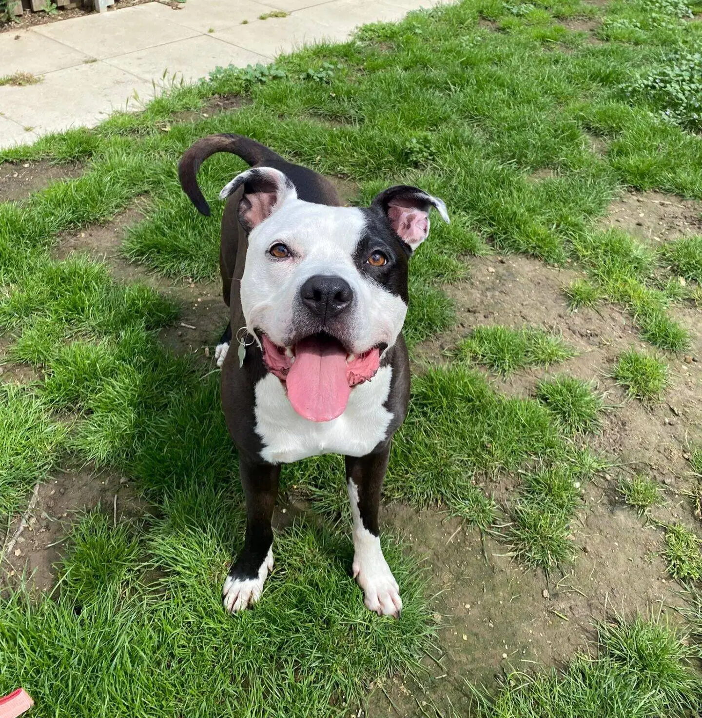 A black and white Staffordshire Bull Terrier with its tongue out stands on a grassy garden, looking up at the camera. There is a wooden fence and some yellow flowers in the background, typical of a cheerful dog patch scene.