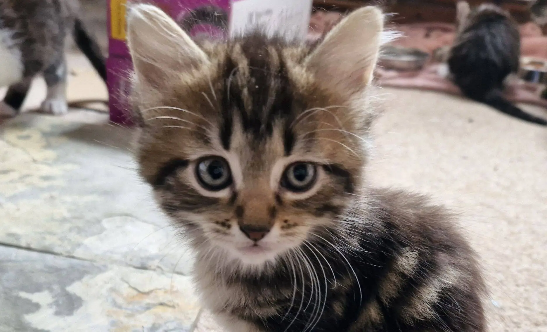 A close-up of a fluffy brown tabby kitten with blue eyes, sitting indoors on a tiled floor. Other kittens are visible blurred in the background.