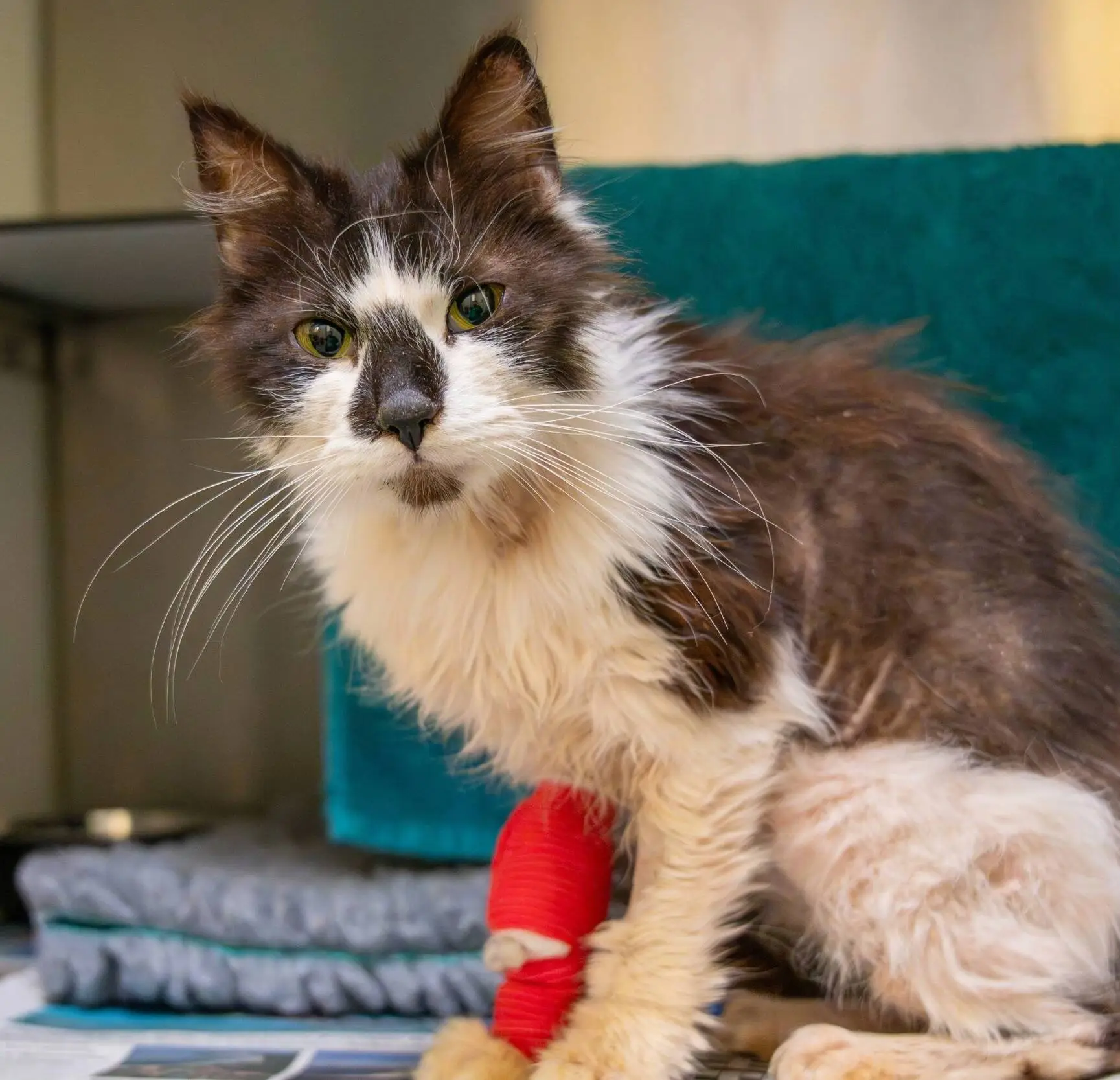 A thin black and white cat with a scruffy coat and green eyes sits on a blanket. The cat, cared for by Woodgreen pets charity, has a red bandage on its front leg and looks directly at the camera.