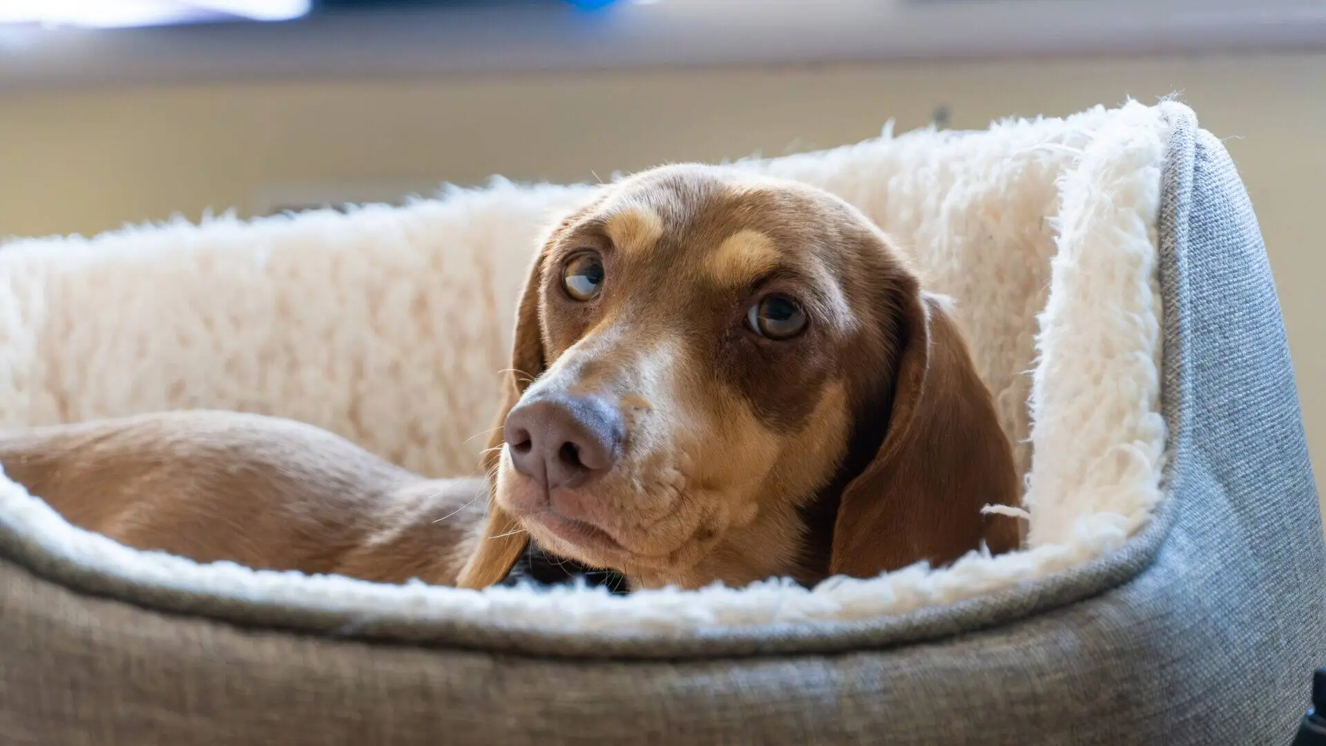 A brown dog with sad eyes rests comfortably in a plush, light-coloured pet bed, looking up towards the camera in a softly lit room.