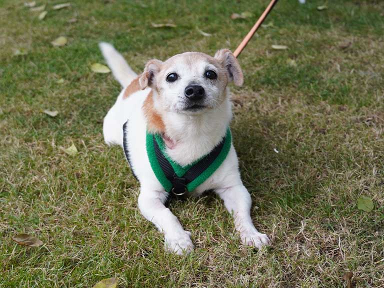 Old terrier dog - adoption and rehoming