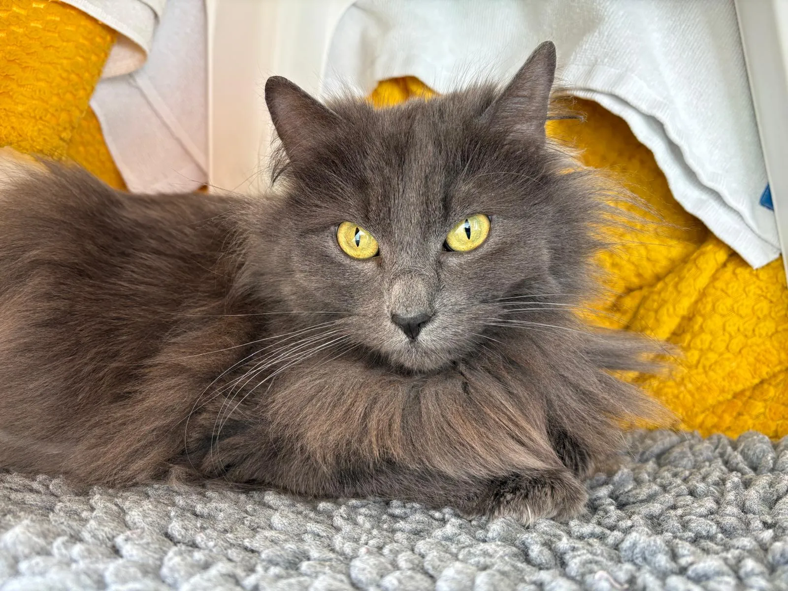 A fluffy grey cat with bright yellow eyes lies on a textured grey rug, with yellow and white fabric in the background. The cat is looking directly at the camera.
