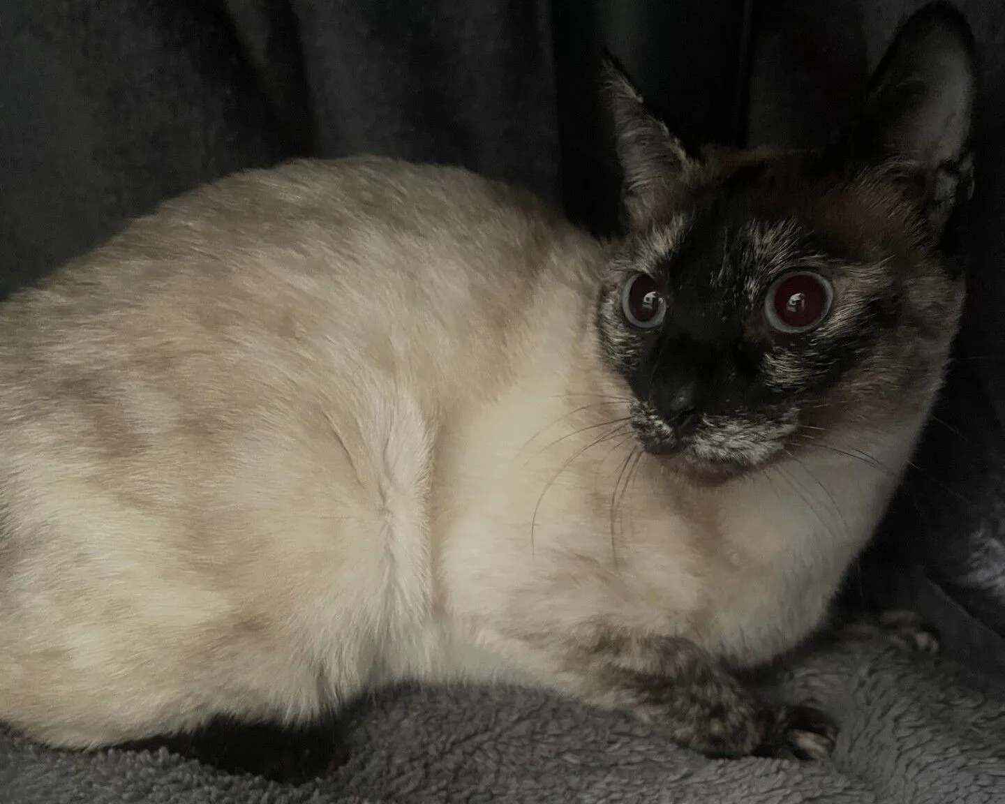 A at with cream-coloured fur and dark markings on its face, ears, and paws sits on a soft grey surface, looking alertly to the side.