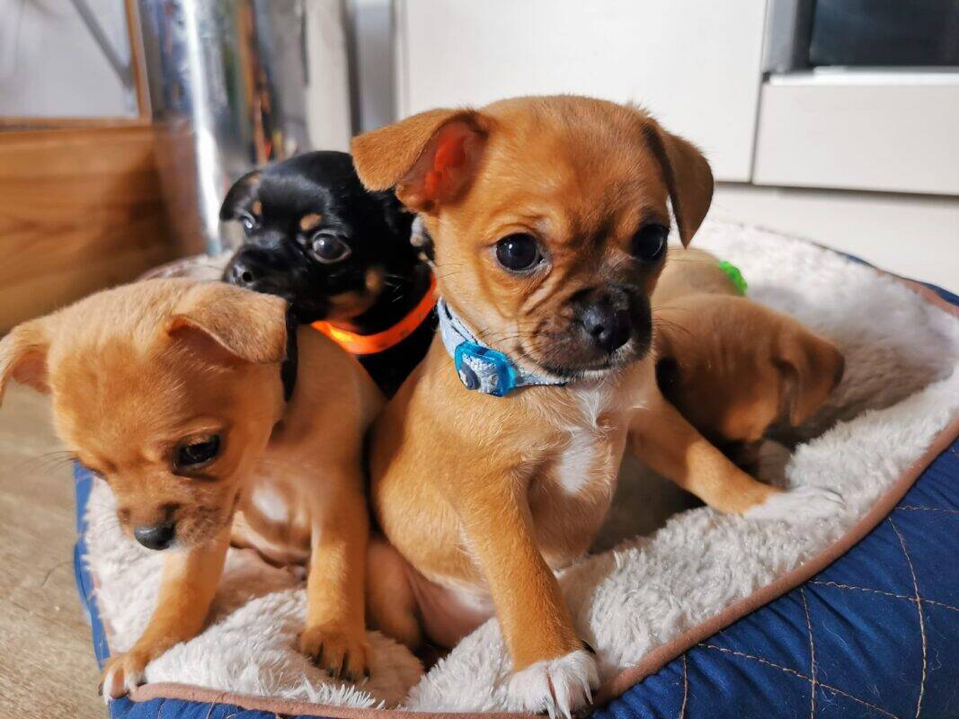 Hand reared Chihuahua puppies in bed