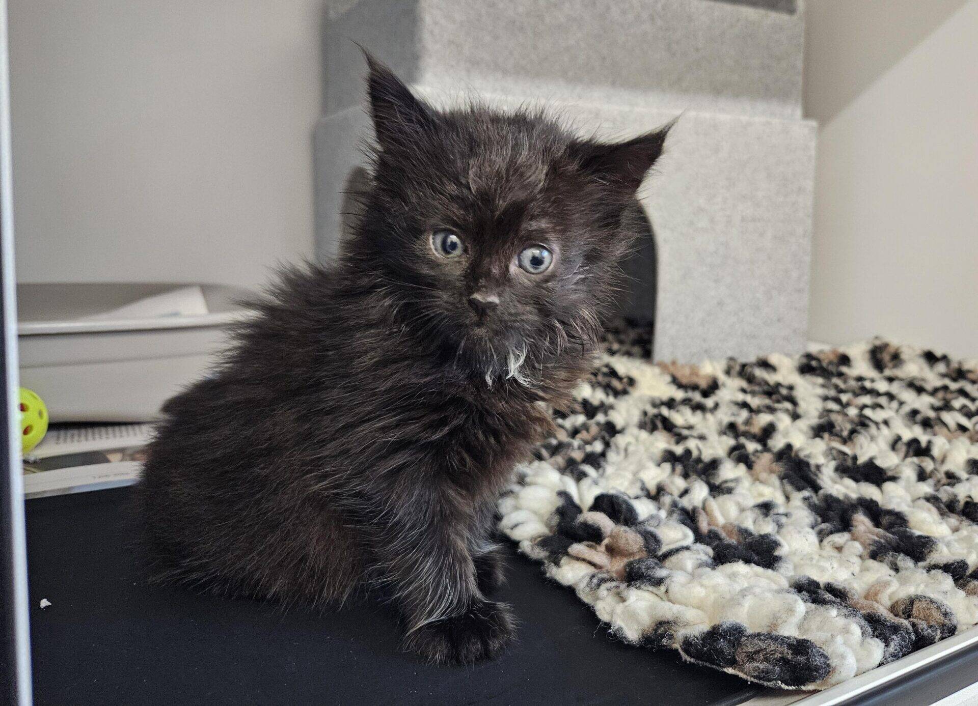 A fluffy black kitten with blue eyes sits on a black surface near a textured rug and a grey cat house, looking curiously at the camera.