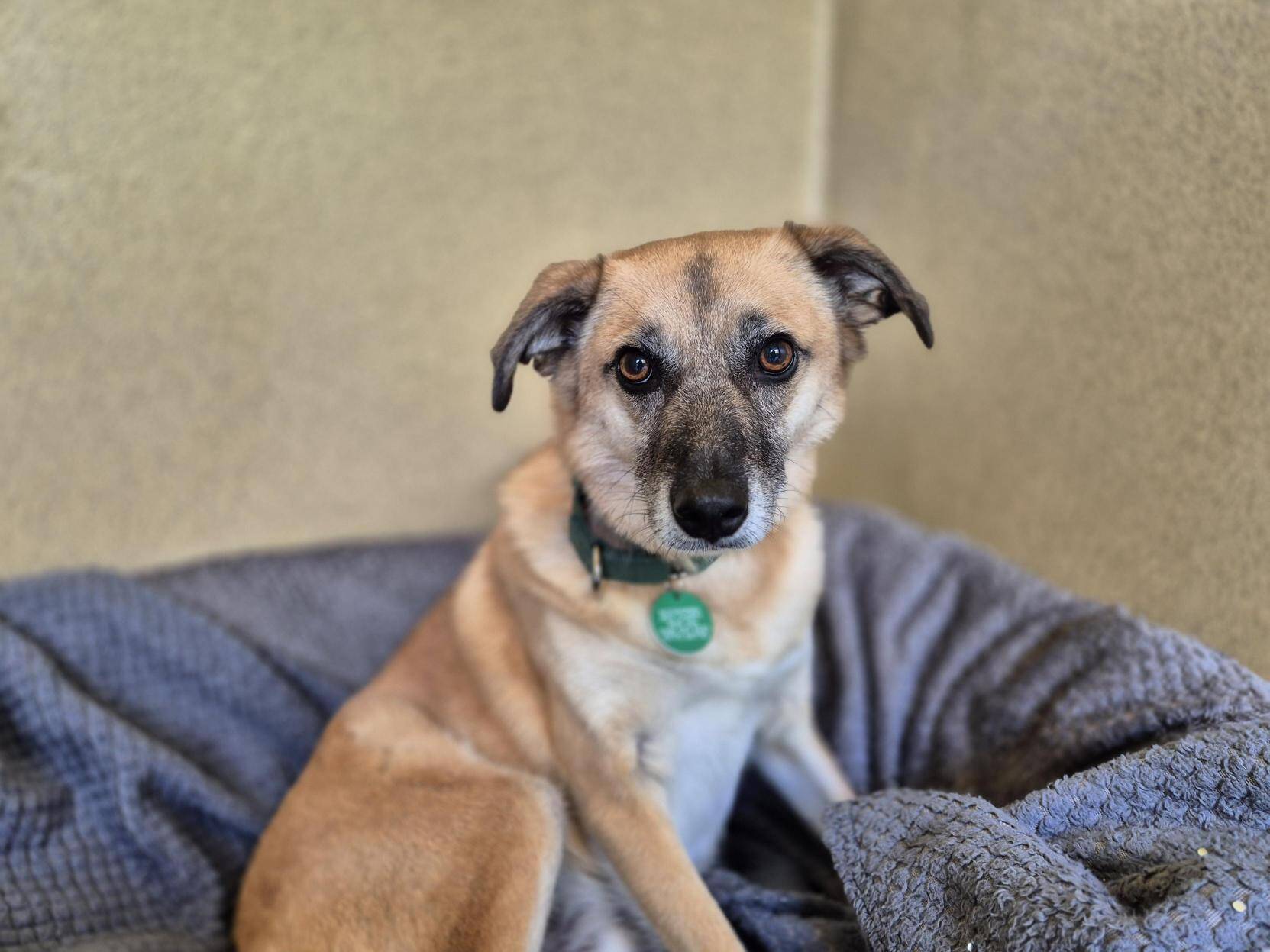 A tan and black dog with a green tag sits on a grey blanket, looking towards the camera, against a beige wall.