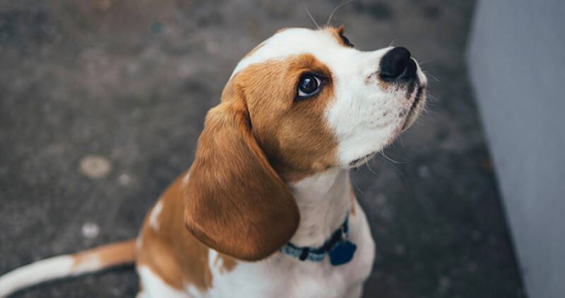 Beagle dog outside