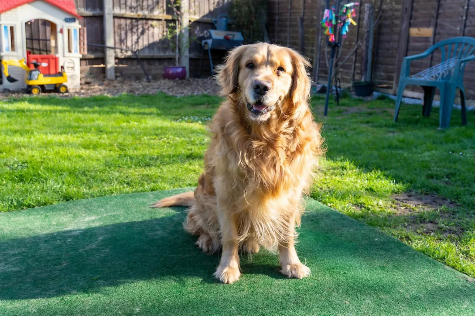 A golden retriever sits on a green mat in a sunny garden, surrounded by grass, a toy house, a plastic chair, and colourful decorations on a fence.