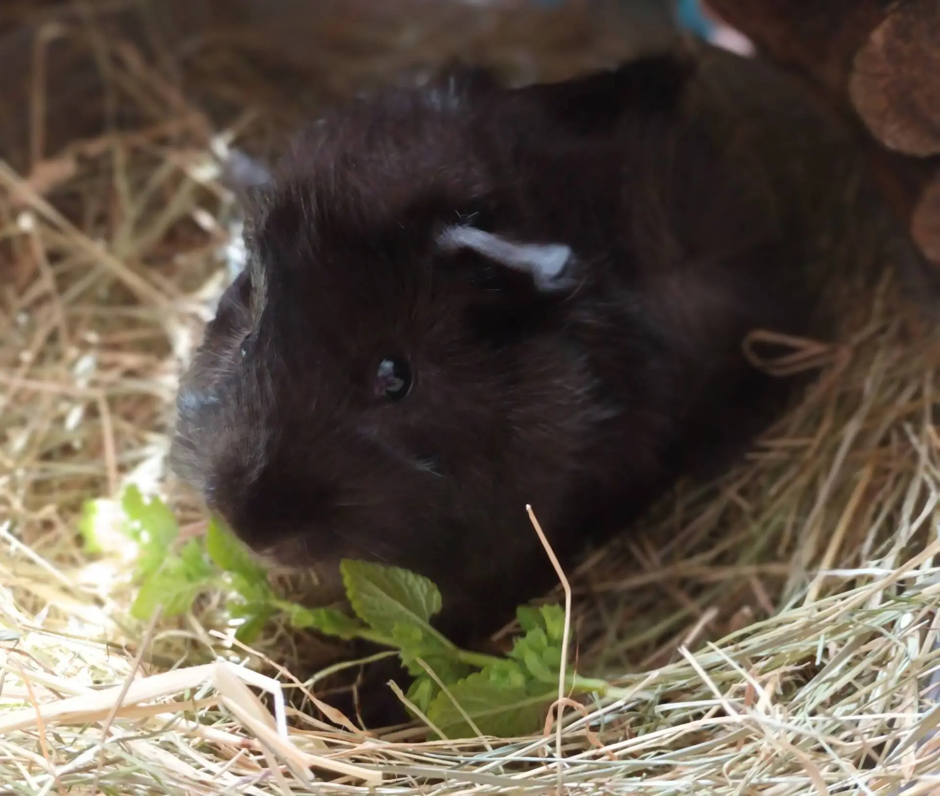A black guinea pig sits on a bed of hay, nibbling on fresh green leaves, with soft light highlighting its fur.