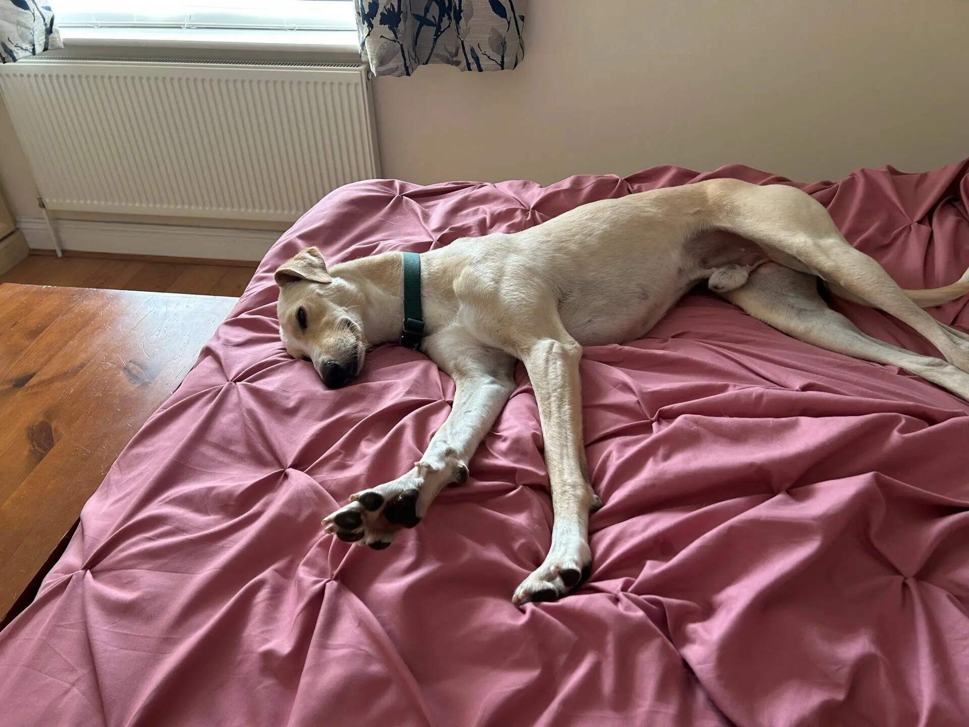 A light-coloured lurcher dog named Mr Chips, wearing a green collar, is lying stretched out on a pink, textured bedspread in a softly lit bedroom.