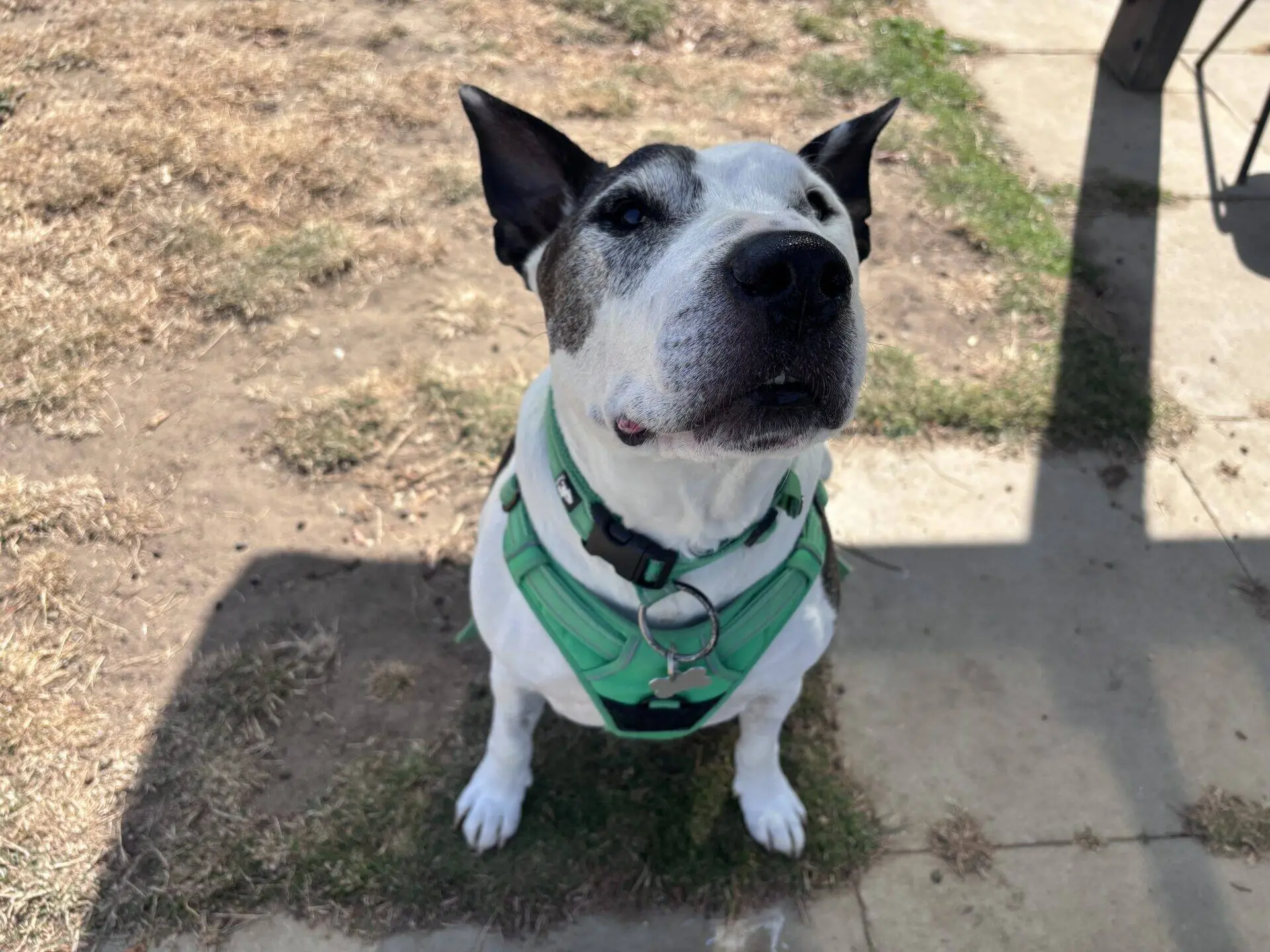 A white Staffordshire Bull Terrier with dark spots and pointy ears wears a teal harness and sits on patchy grass and pavement, looking up at the camera in sunlight and partial shade. This Buddy dog radiates charm as he waits for attention.