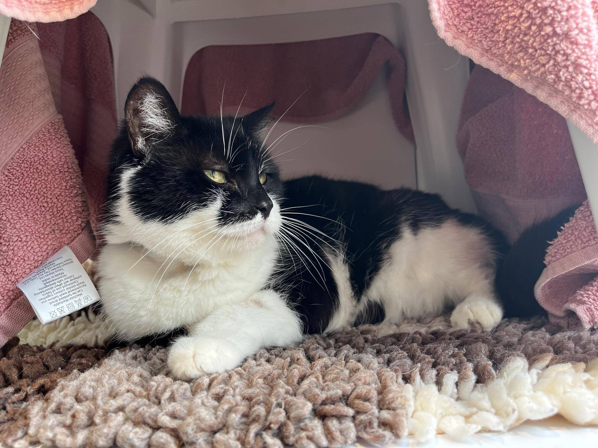 A black and white cat with green eyes lies on a textured brown mat inside a cosy space lined with pink towels, looking relaxed and comfortable.