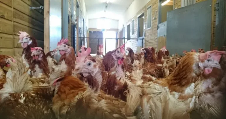 Group of ex caged chickens