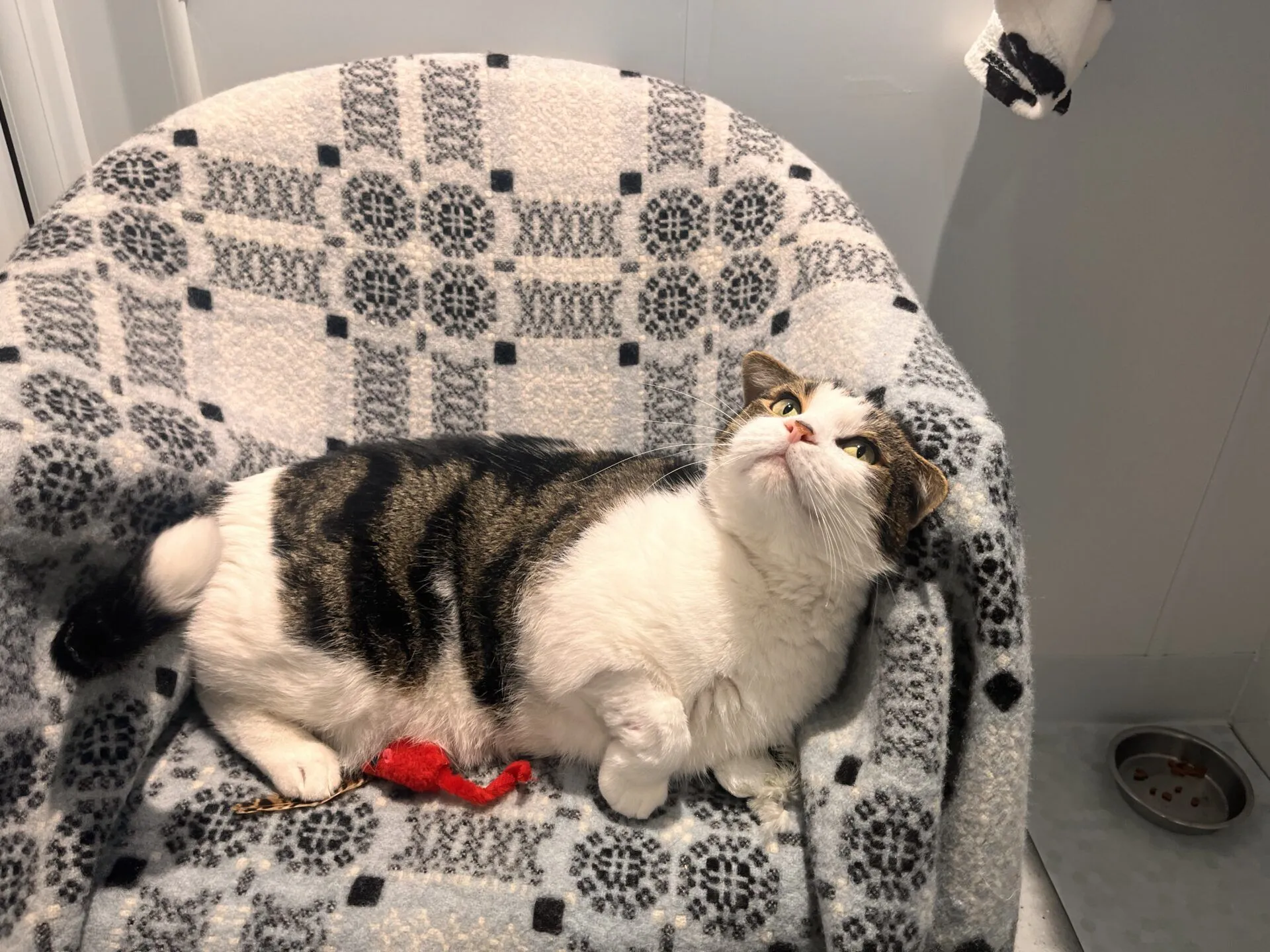 A blaze domestic short hair cat with tabby and white fur lies on a patterned blanket draped over a chair, looking upward. A red toy rests near its paw, and a metal food bowl sits on the floor nearby.