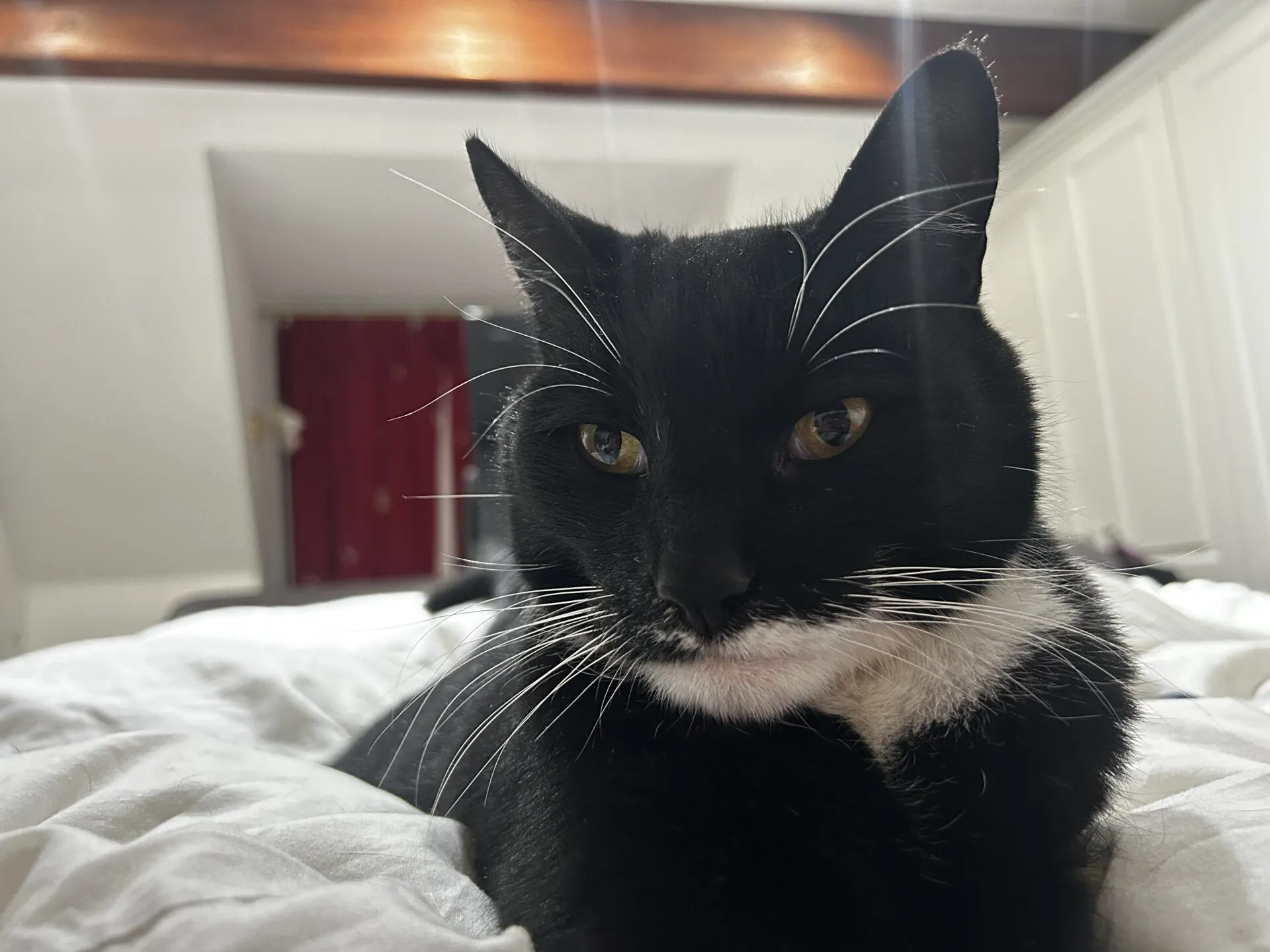 A black and white cat with bright eyes lies on a white blanket, looking slightly to the side. The background shows a red curtain, wooden beam ceiling, and white cabinets.