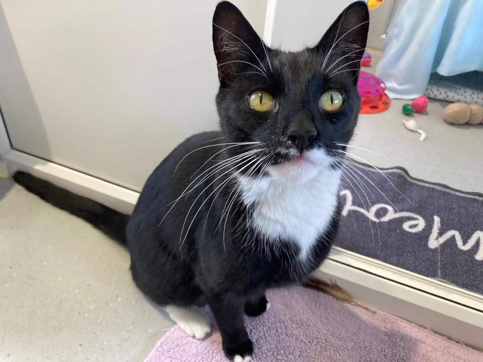 A domestic short hair black and white cat with yellow eyes sits on a pink mat, looking up. There are toys, a gray meow rug, and furniture in the background.