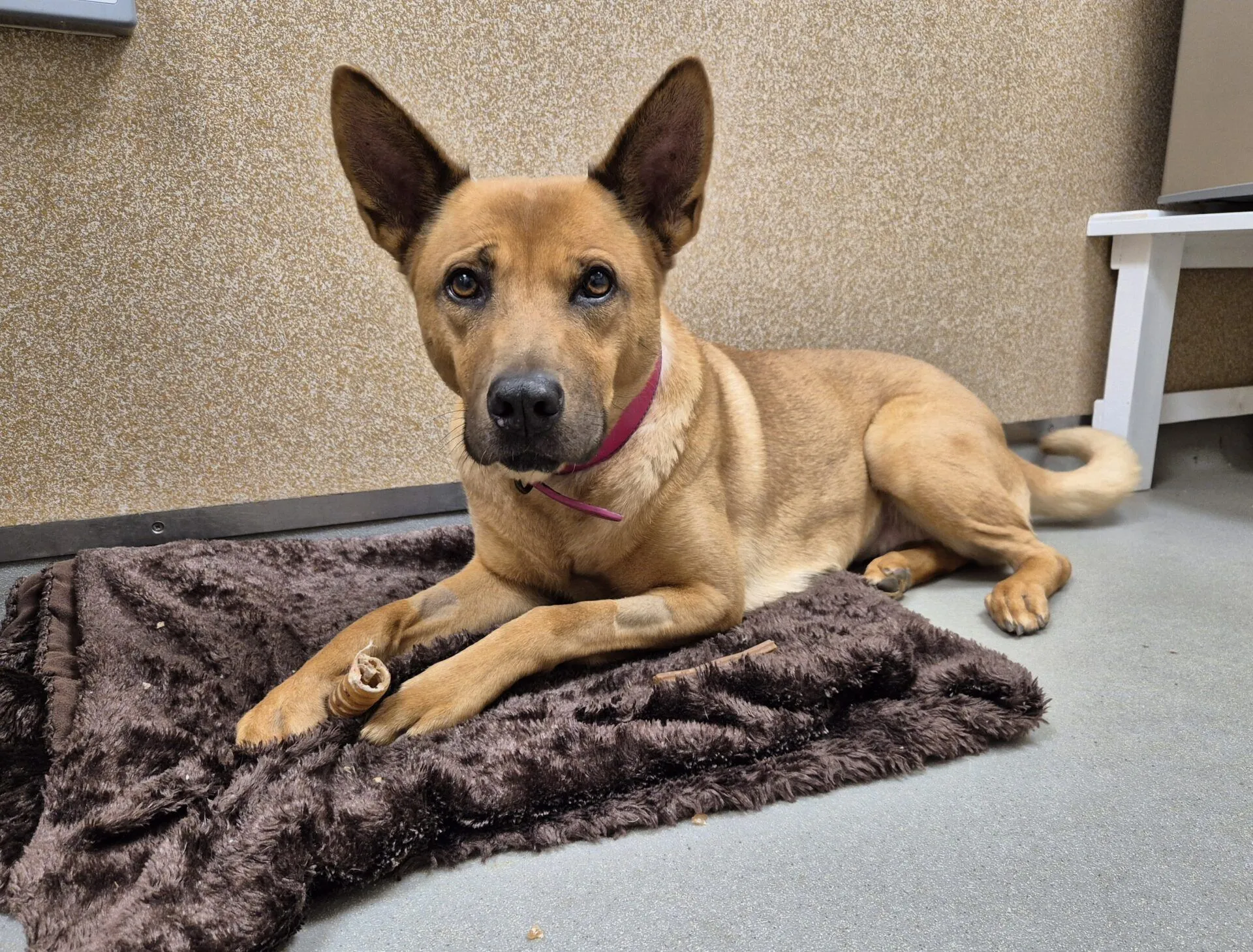 A tan mongrel with upright ears and a pink collar lies on a brown fuzzy blanket on a gray floor, looking toward the camera. The background includes a textured beige wall and part of a white bench.