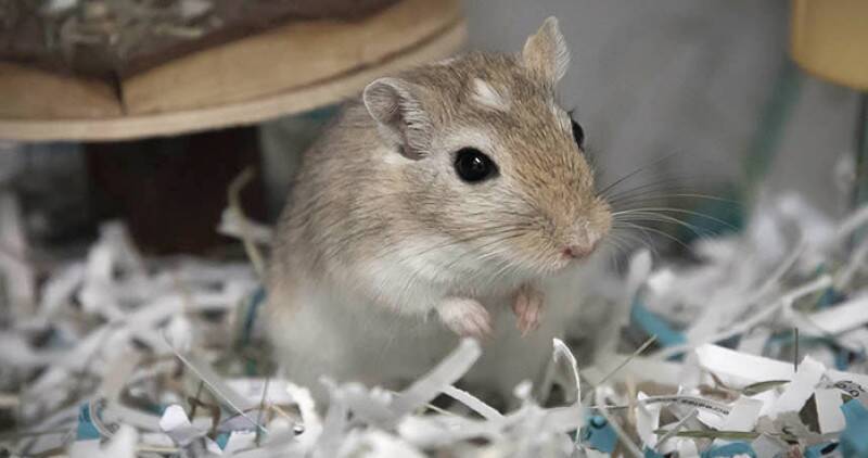 Gerbil sitting in its cage