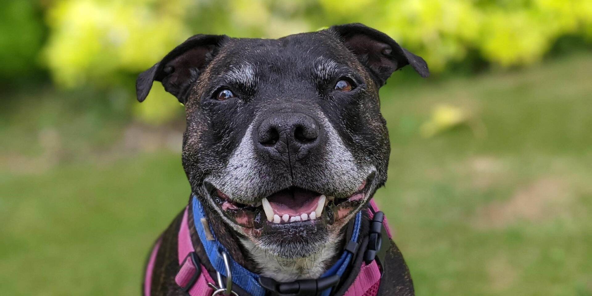 black staffy smlining