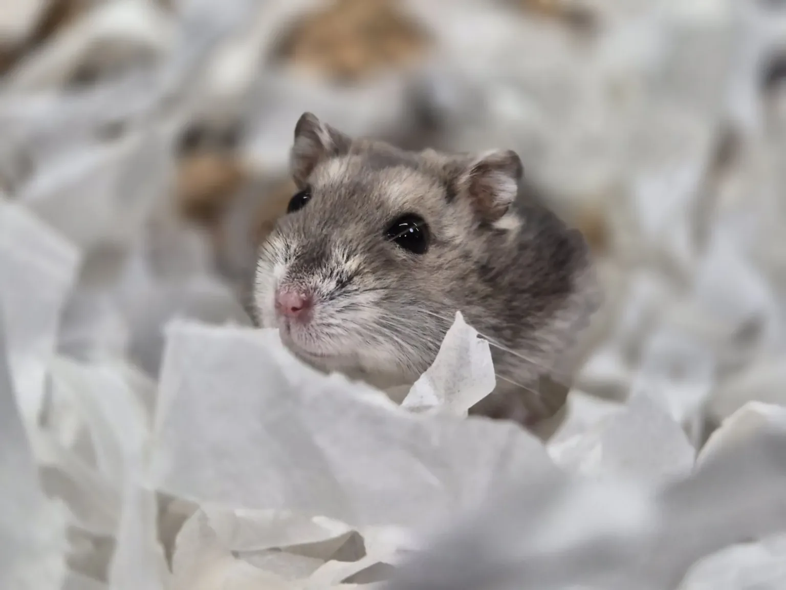 A small, gray and white hamster sits surrounded by crumpled white paper bedding, looking up with dark, shiny eyes and a pink nose, embodying the curiosity typical of a playful hamster.
