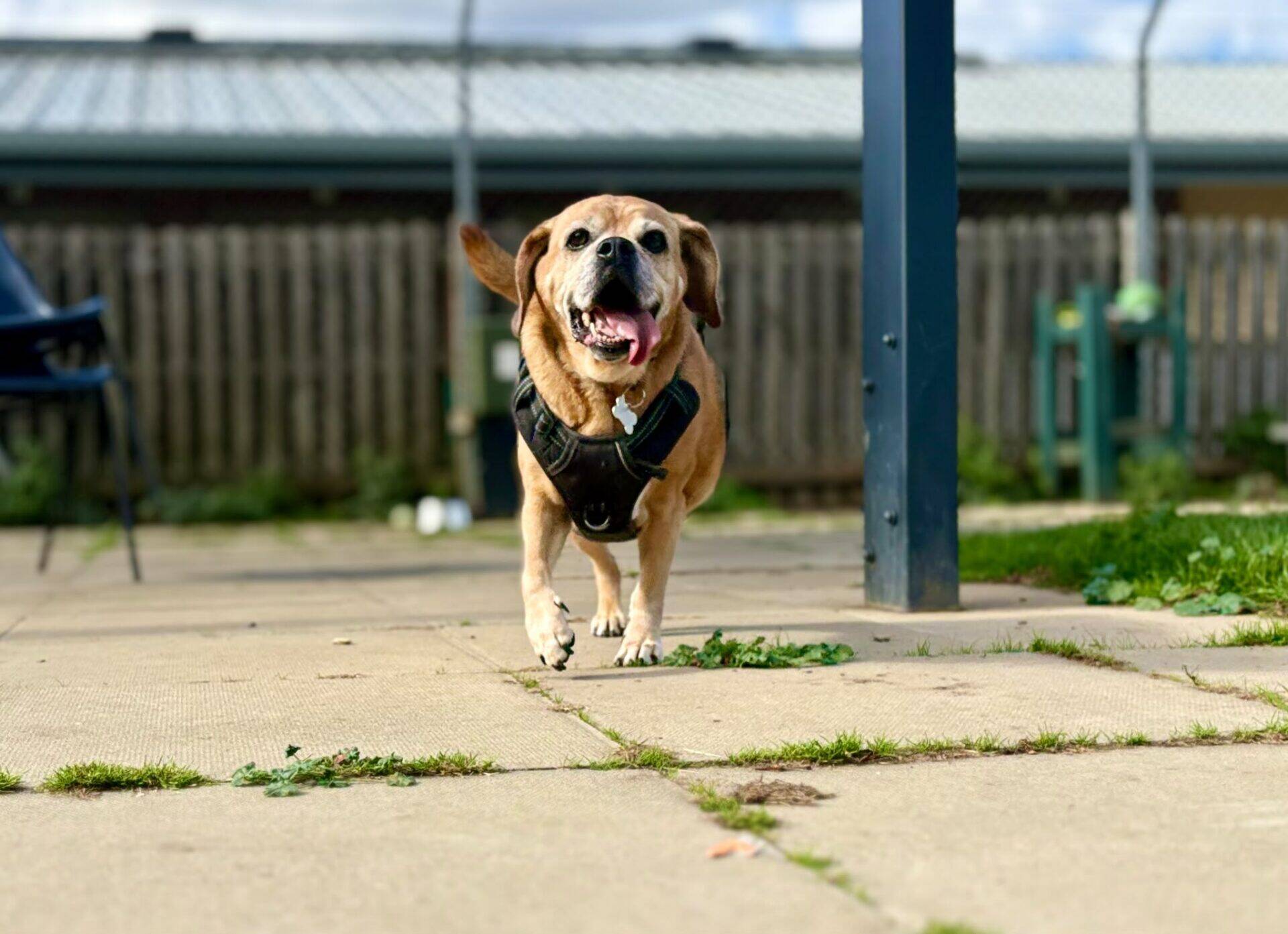 Maddie, the puggle dog, wearing a black harness, runs joyfully on a paved area outdoors, with a fence and building in the background.