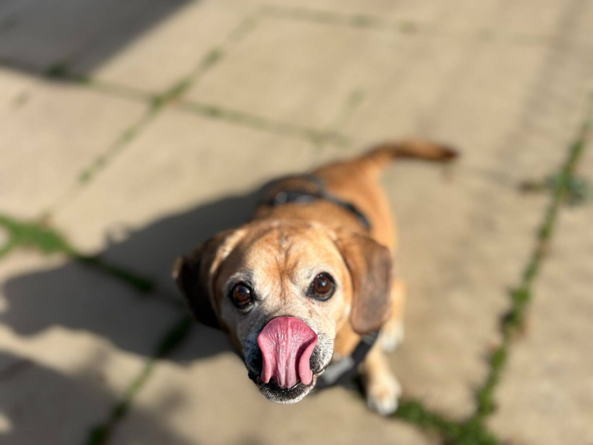 A small brown Maddie puggle dog with big eyes looks up at the camera, licking its nose with its pink tongue whilst standing on a paved surface in sunlight.
