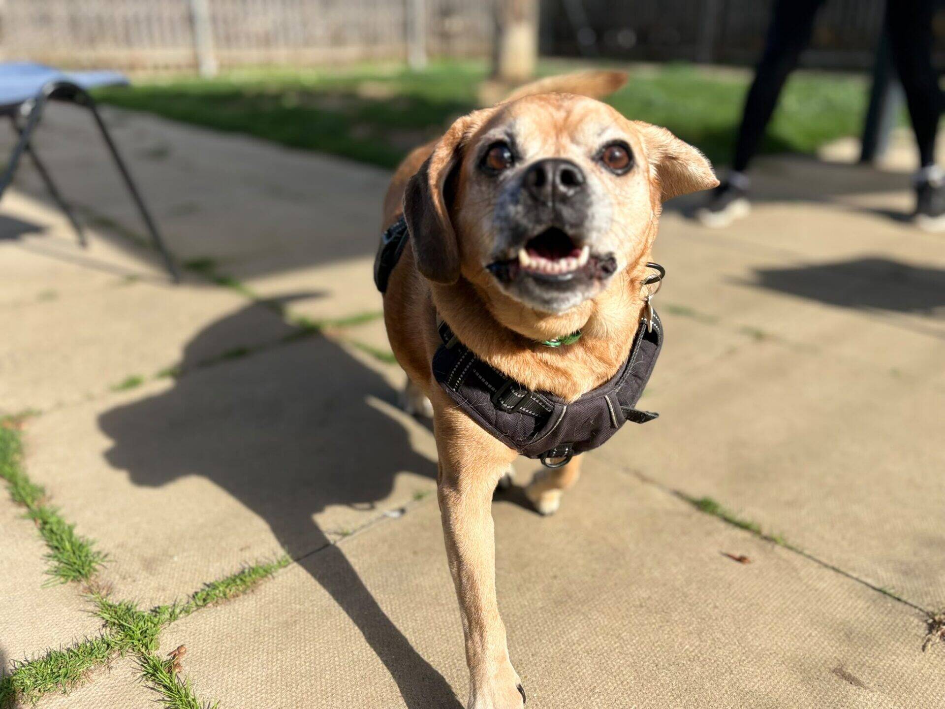 A small brown puggle dog named Maddie, wearing a harness, walks towards the camera on a patio, mouth open, with blurred grass and people in the background.