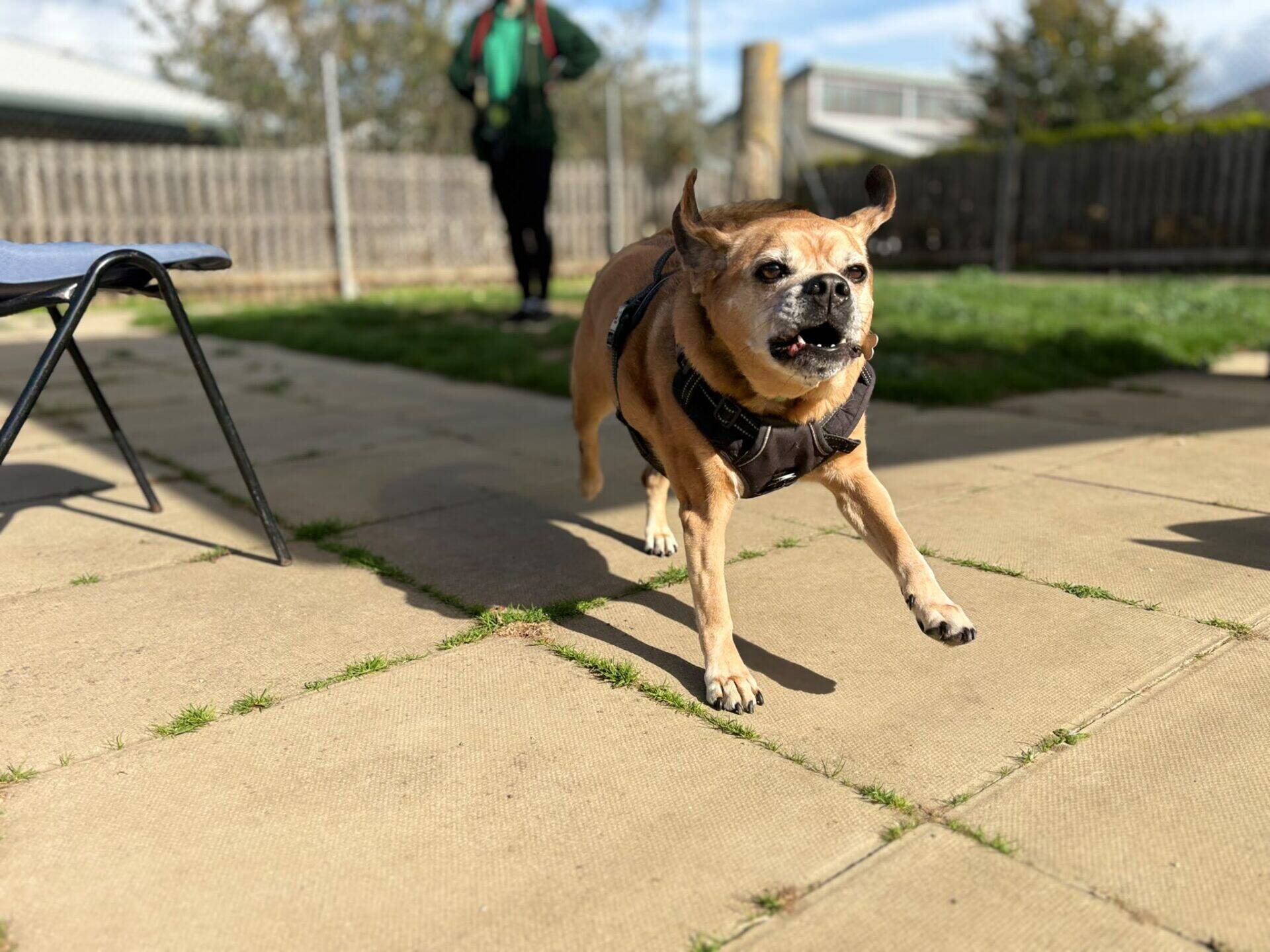 A small brown Maddie puggle dog wearing a harness runs excitedly on a patio with its mouth open. A person stands in the blurred background, and a chair is partially visible on the left.
