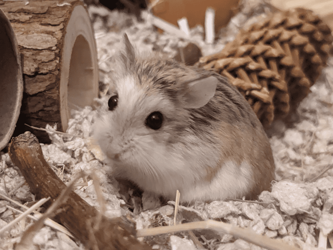 A small, fluffy hamster with brown and white fur sits on shredded bedding in a habitat, surrounded by wood, a pine cone, and cardboard tubes.
