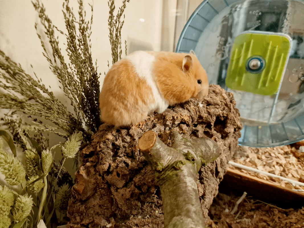 A Syrian hamster