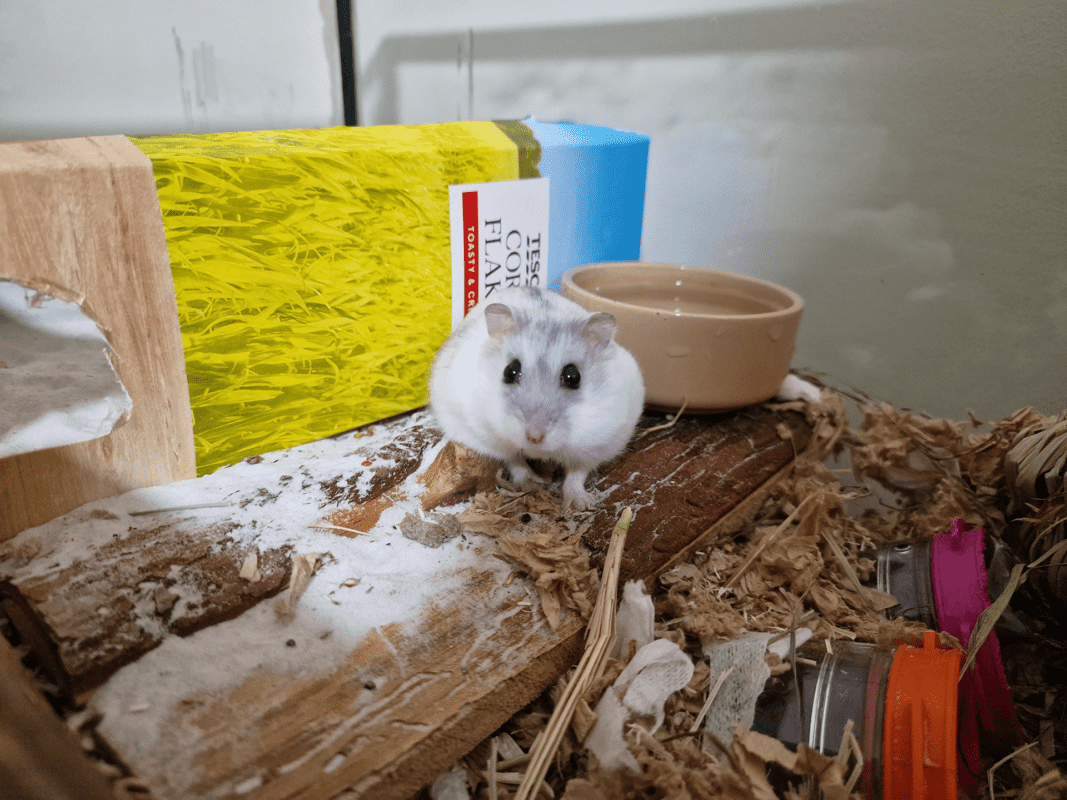 A small, fluffy white and grey hamster sits on wood shavings in its enclosure, with a tan water bowl, a yellow and blue hiding house, and some hamster toys nearby.