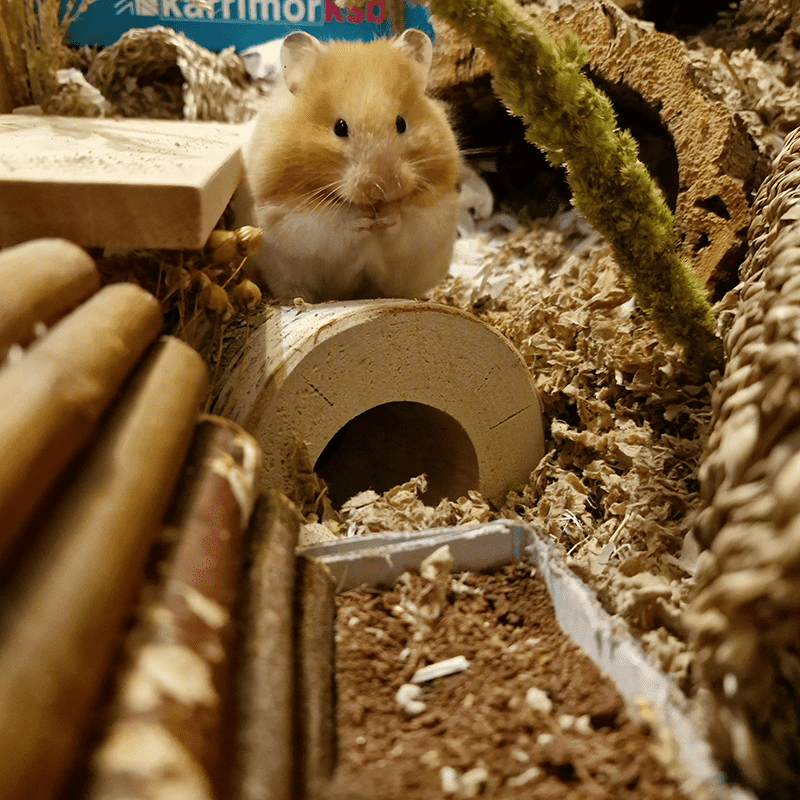 A fluffy syrian hamster sits upright on a wooden tunnel in a cosy cage filled with wood shavings, branches, and textured tunnels, looking curiously at the camera.