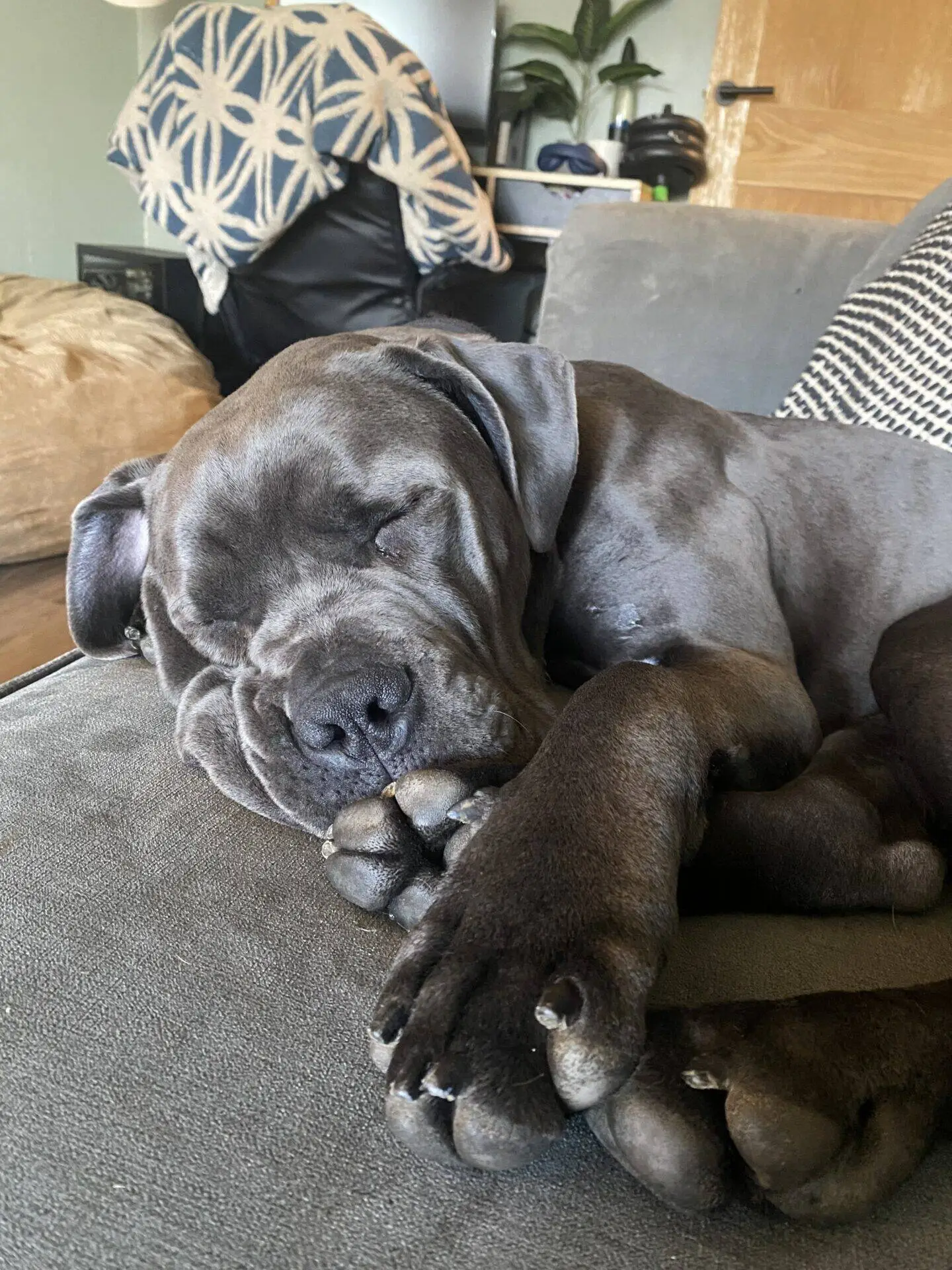 A large grey dog is sleeping peacefully on a grey sofa with its head resting on its paws. The background includes a patterned blanket, a brown beanbag, and a potted plant on a table.