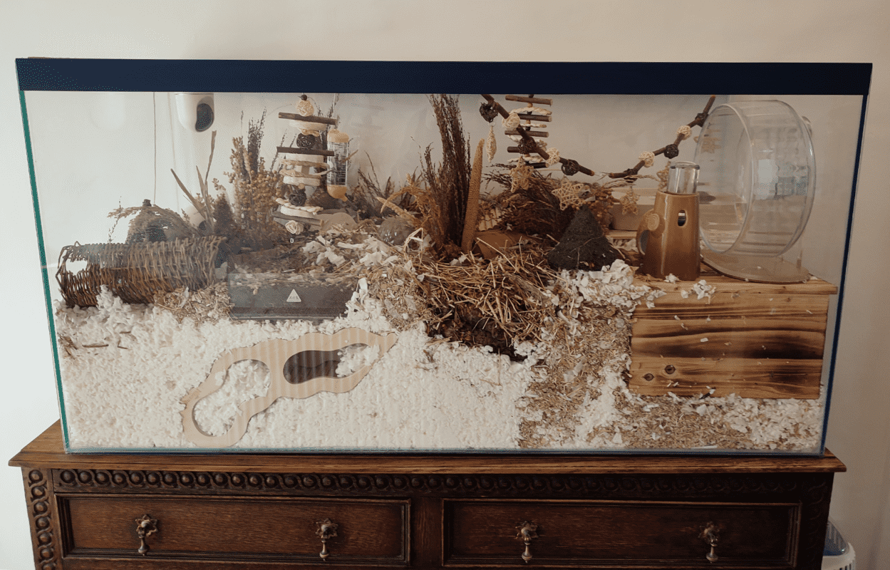 A glass tank sits on a wooden chest of drawers, filled with bedding, branches, a wooden house, a wheel, and various enrichment items for a small pet like a hamster or mouse. The background is a plain light-coloured wall.