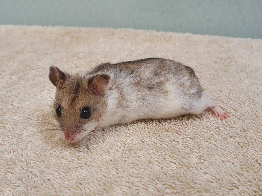 A small brown and white hamster with dark eyes lies on a soft, beige towel, looking towards the camera. The background is out of focus, showing a pale blue wall.