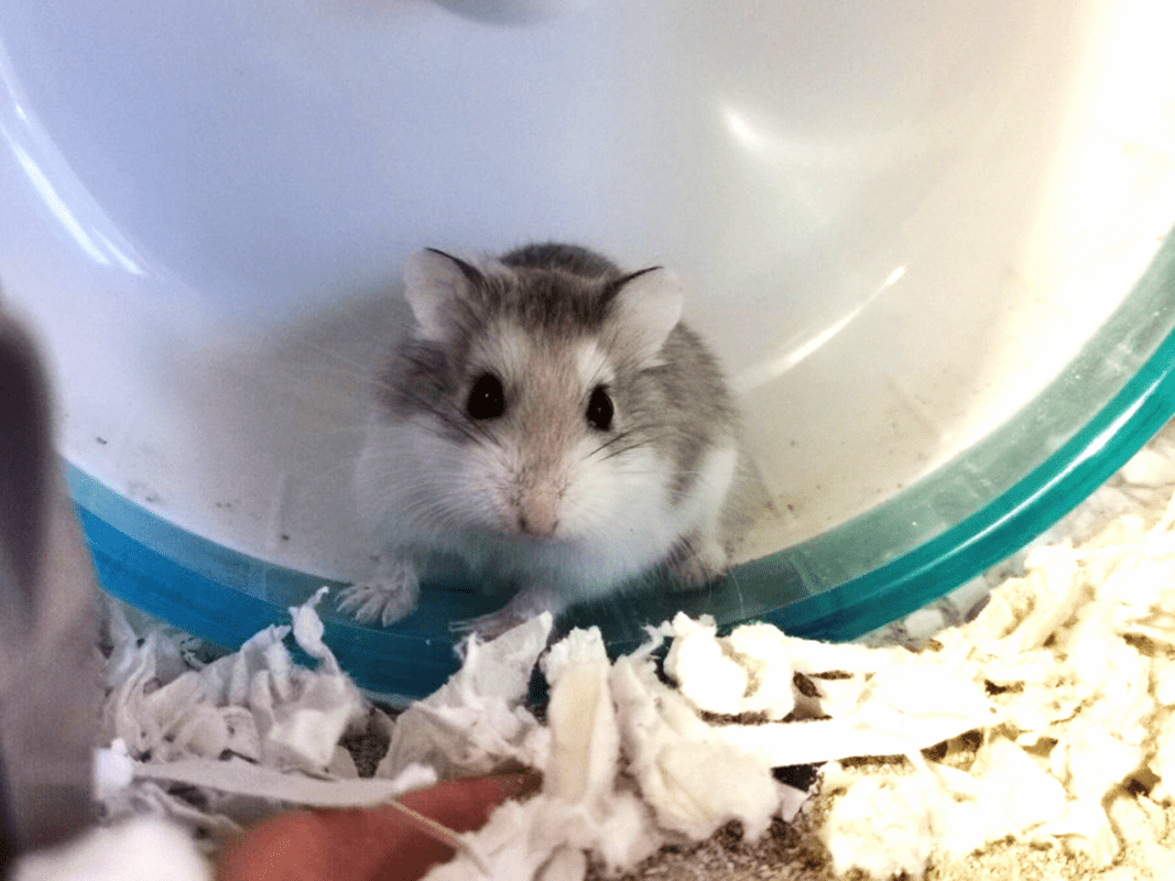 A small grey and white hamster sits inside a blue exercise wheel, surrounded by shredded white bedding, looking up with its paws resting on the edge.