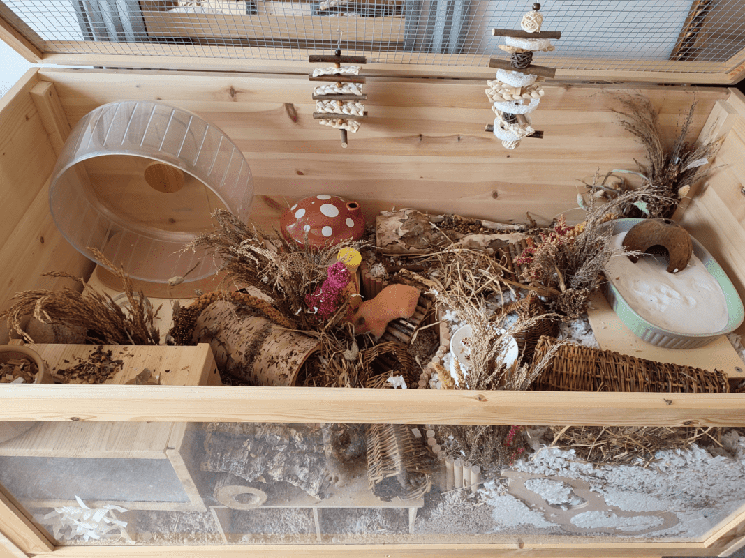 A wooden hamster enclosure contains a wheel, hanging chew toys, dried plants, a ceramic mushroom, food dish, water bowl, tunnels, and hides, providing a naturalistic environment for a small pet.