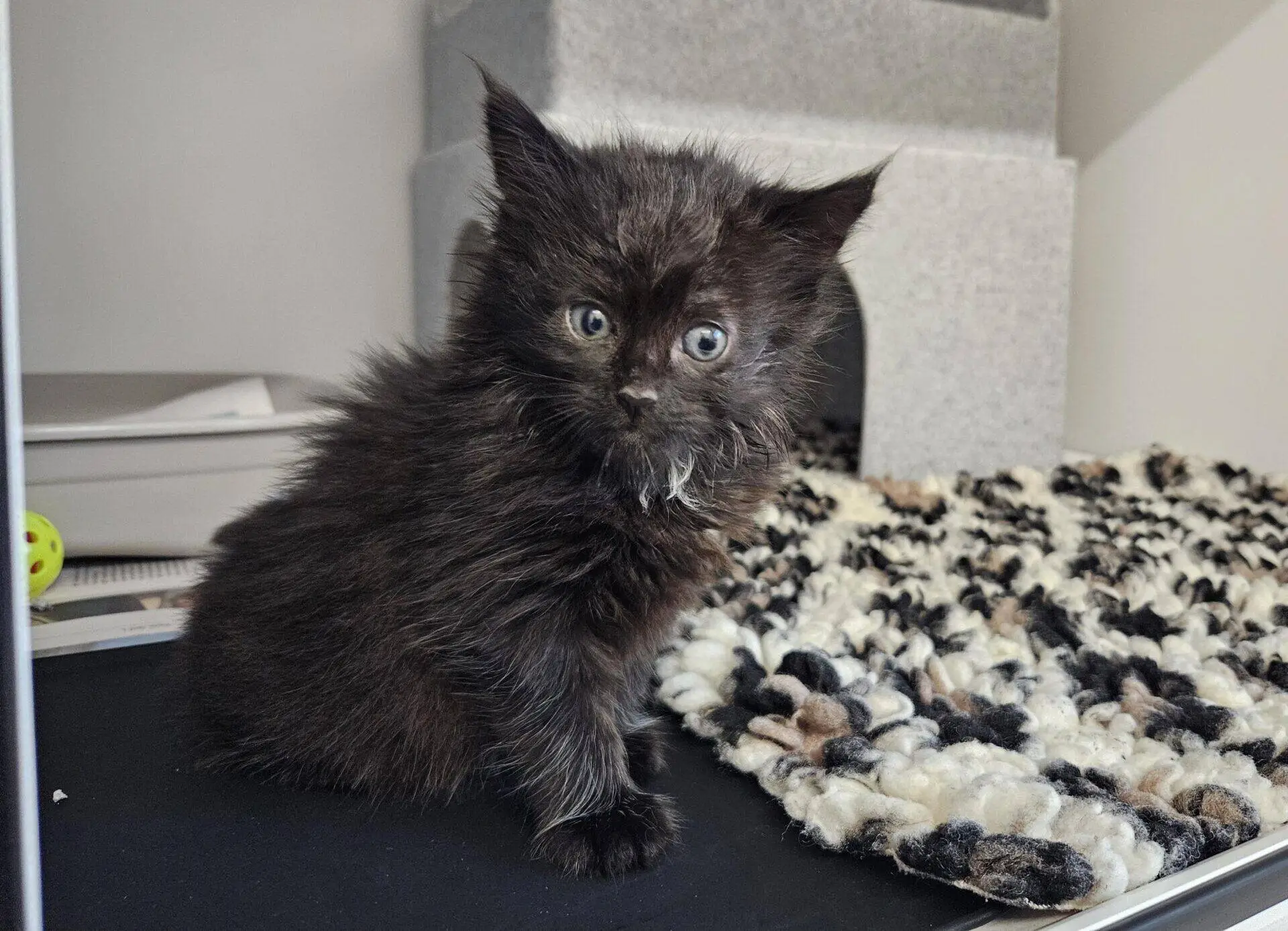 A fluffy black kitten with blue eyes sits on a black surface near a textured rug and a grey cat house, looking curiously at the camera.