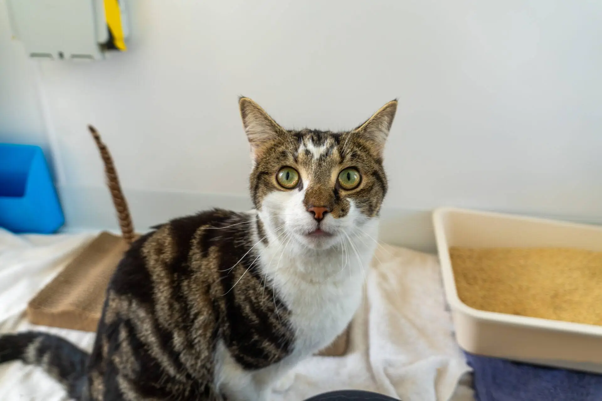 A brown and white tabby cat with green eyes sits on a mat next to a litter tray, looking up at the camera in a brightly lit room.